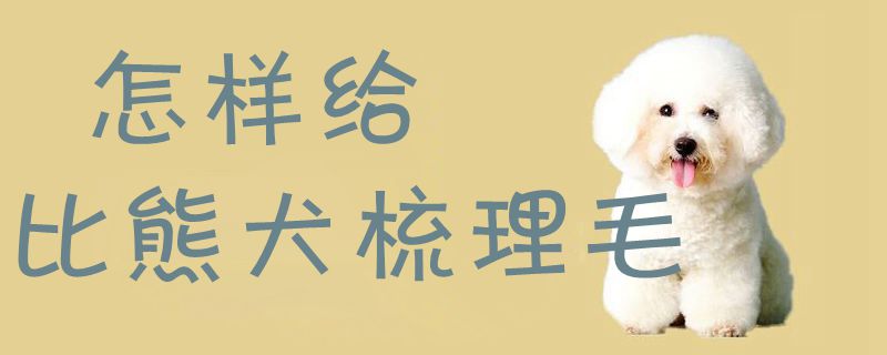 如何给比熊犬梳理毛