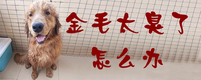 金毛太臭了如何解决
