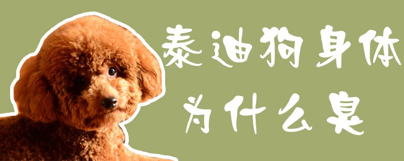 泰迪狗身体为何臭