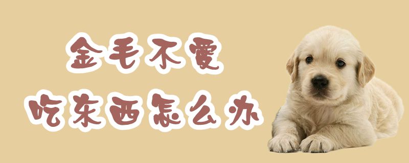 金毛不喜欢吃东西如何解决