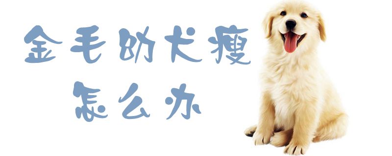 金毛幼犬瘦如何解决