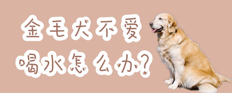 金毛犬不喜欢喝水如何解决