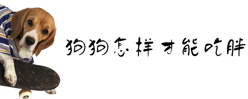 狗狗如何才可以吃胖
