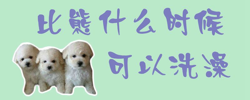 比熊什么时候可以洗澡-第1张图片 比熊什么时候可以洗澡-第1张图片