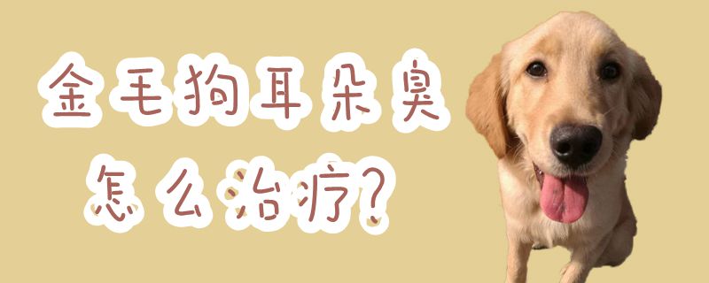 金毛狗耳朵臭如何治疗