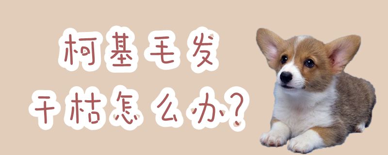 柯基毛发干枯如何解决