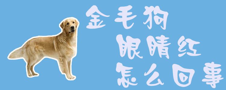金毛狗双眼红什么问题
