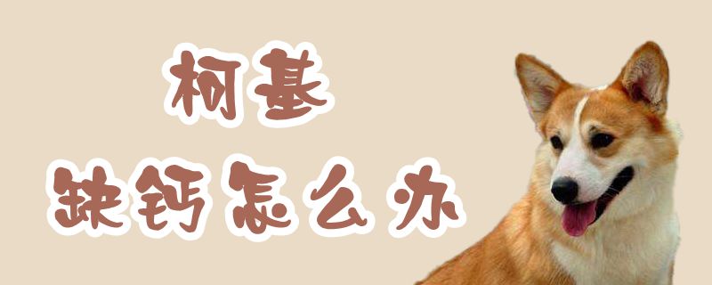 柯基缺钙怎么办-第1张图片 柯基缺钙怎么办-第1张图片