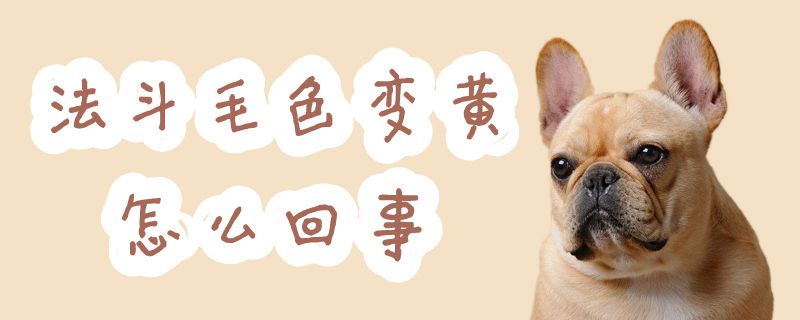 法斗毛色变黄什么问题
