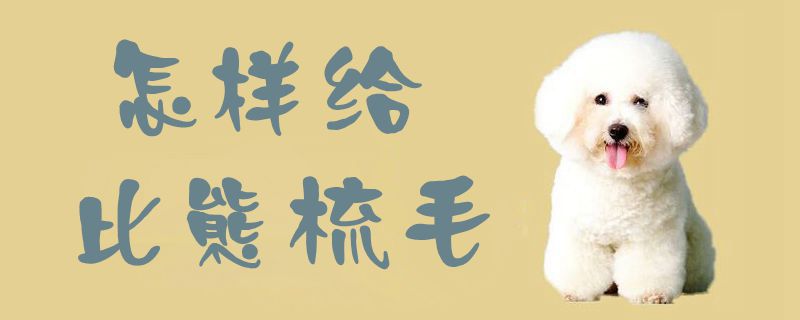 如何给比熊梳毛