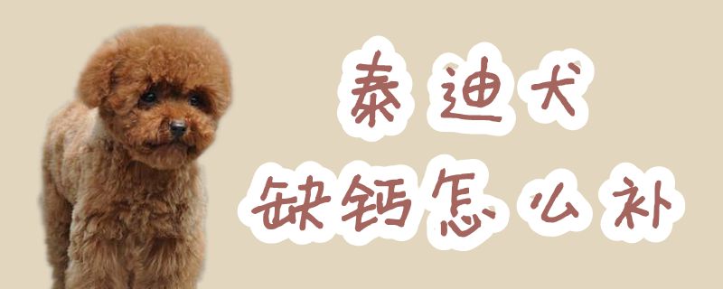 泰迪犬缺钙如何补