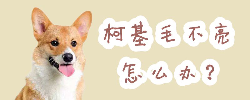 柯基毛不亮如何解决
