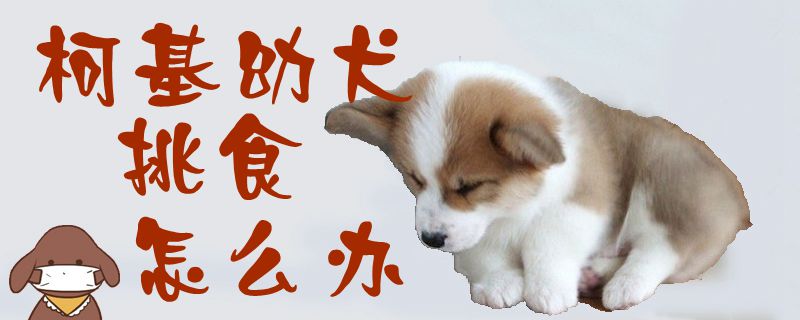 柯基幼犬挑食怎么办-第1张图片 柯基幼犬挑食怎么办-第1张图片