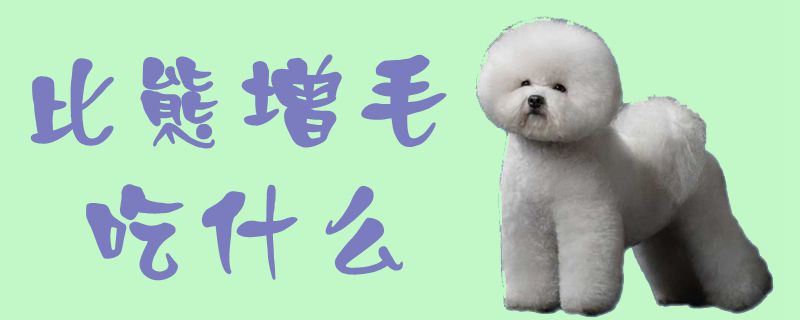 比熊增毛吃那些