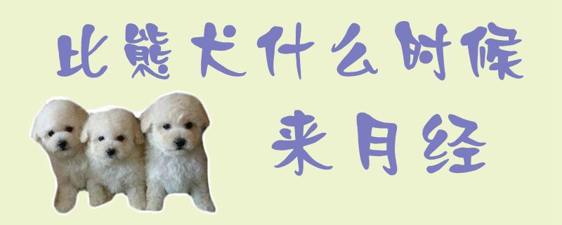 比熊犬什么时间来月经