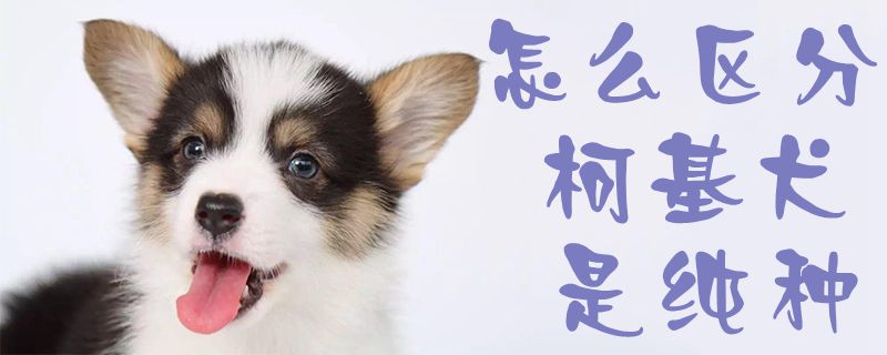 如何区别柯基犬是纯种