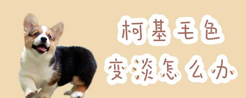 柯基毛色变淡怎么办-第1张图片 柯基毛色变淡怎么办-第1张图片