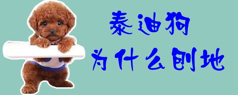 泰迪狗为何刨地
