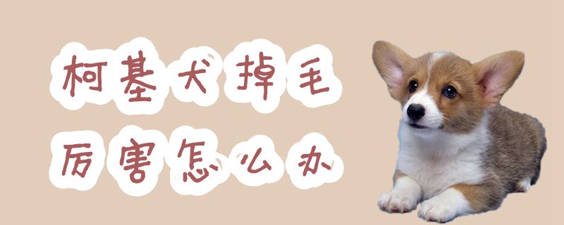 柯基犬掉毛厉害怎么办-第1张图片 柯基犬掉毛厉害怎么办-第1张图片
