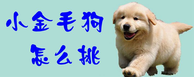 小金毛狗如何挑