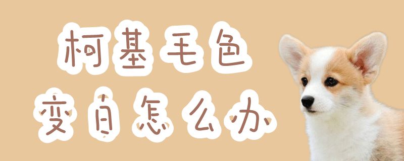 柯基毛色变白怎么办-第1张图片 柯基毛色变白怎么办-第1张图片