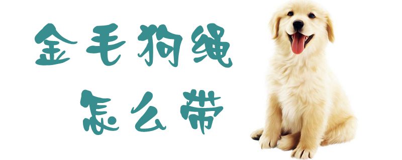 金毛狗绳如何带