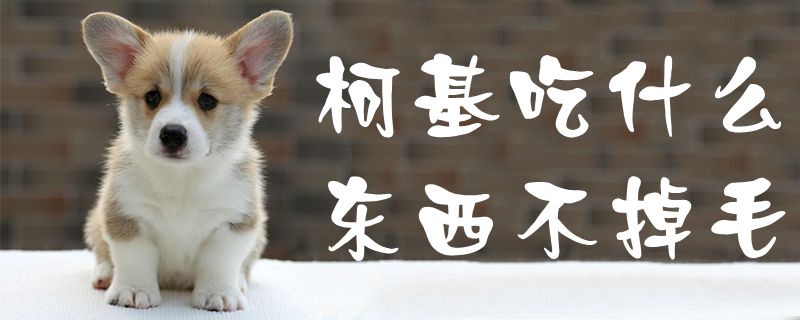 柯基吃什么东西不掉毛-第1张图片 柯基吃什么东西不掉毛-第1张图片