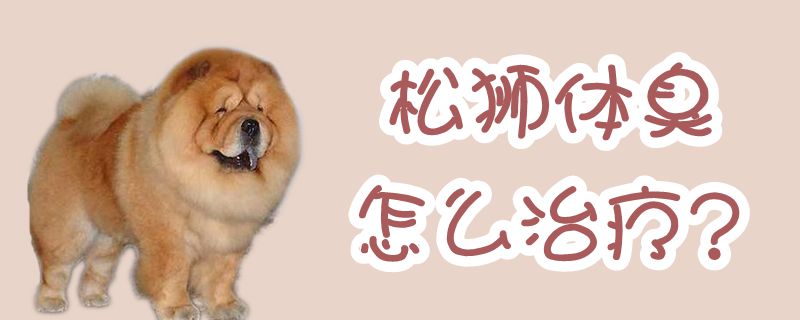松狮体臭怎么治疗-第1张图片 松狮体臭怎么治疗-第1张图片