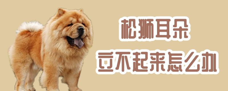 松狮耳朵立不起来怎么办-第1张图片 松狮耳朵立不起来怎么办-第1张图片