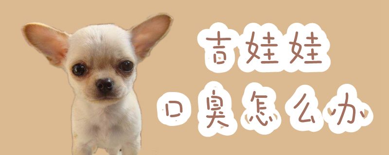 吉娃娃口臭如何解决