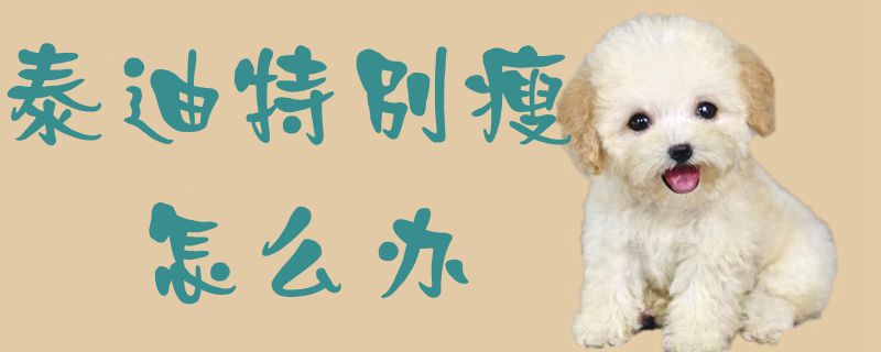 泰迪特别瘦如何解决