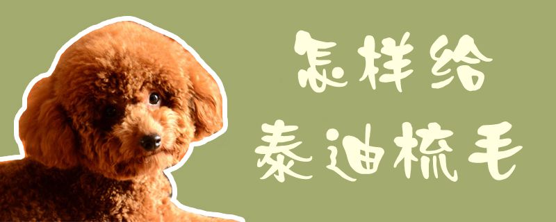 如何给泰迪梳毛