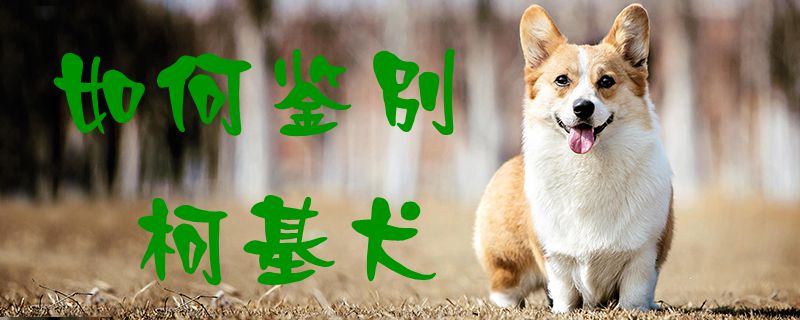怎么样辨别柯基犬