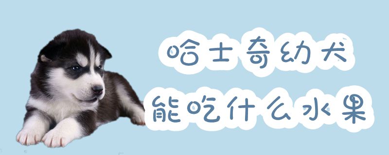 哈士奇幼犬可以吃什么水果