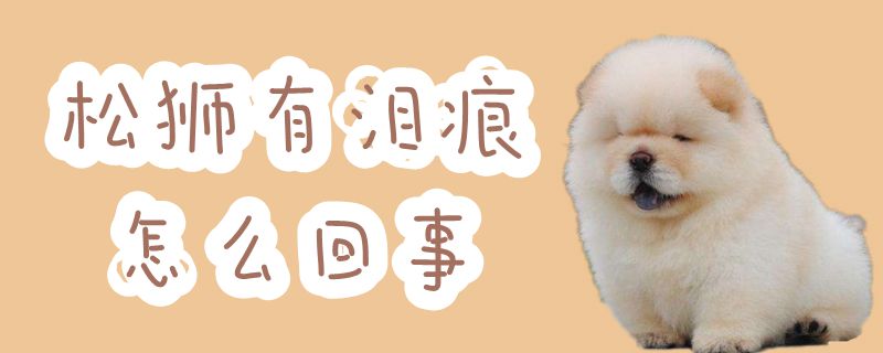 松狮有泪痕怎么回事-第1张图片 松狮有泪痕怎么回事-第1张图片