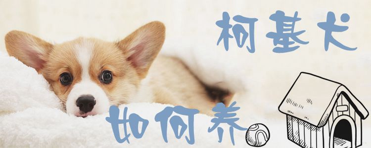 柯基犬如何养-第1张图片 柯基犬如何养-第1张图片