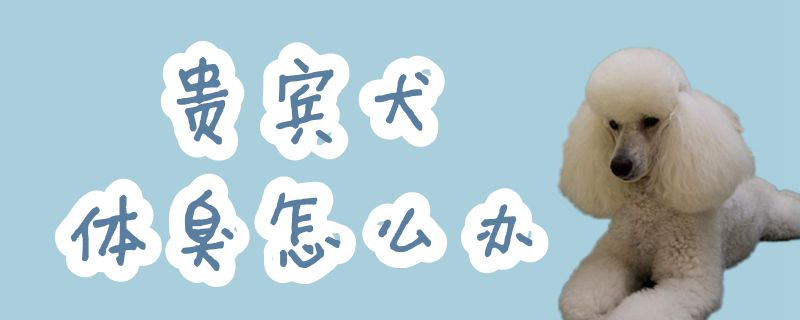 贵宾犬体臭如何解决