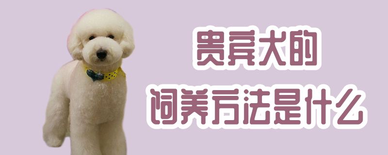 贵宾犬的饲养办法是什么