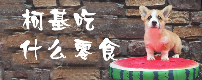 柯基吃什么零食-第1张图片 柯基吃什么零食-第1张图片