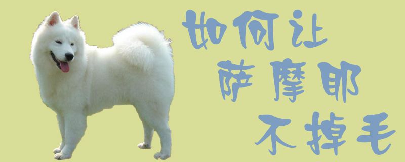怎么样让萨摩耶不掉毛