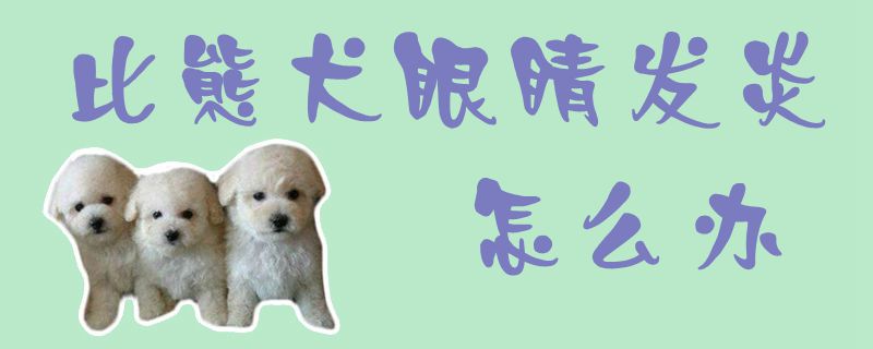 比熊犬双眼发炎如何解决