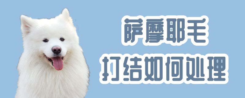 萨摩耶毛打结怎么样处置