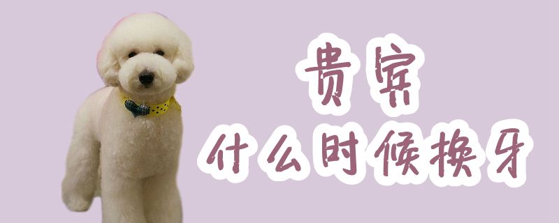 贵宾什么时间换牙