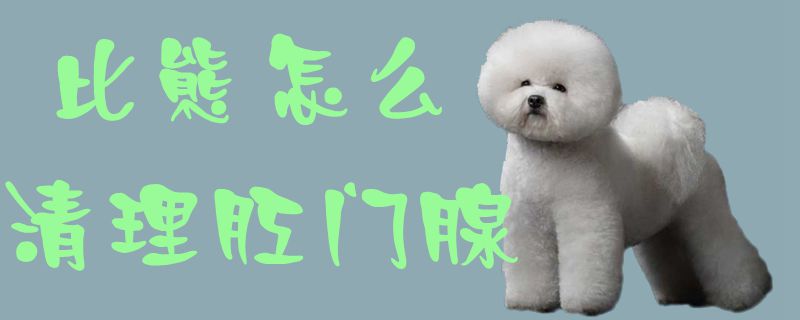 比熊怎么清理肛门腺-第1张图片 比熊怎么清理肛门腺-第1张图片