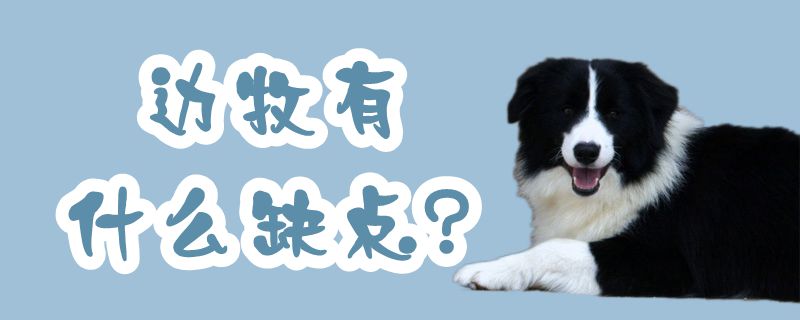 边牧有哪些缺点