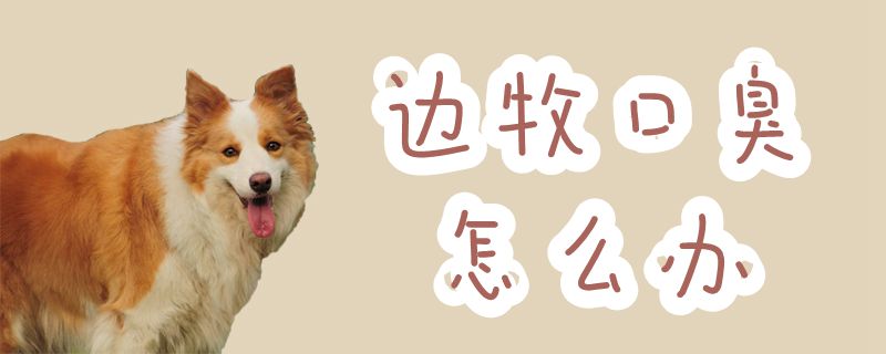 边牧口臭如何解决