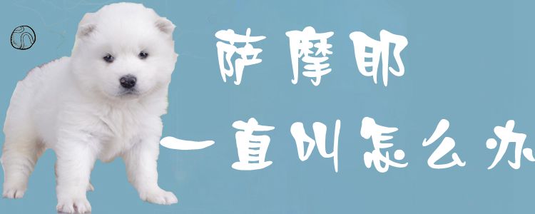 萨摩耶一直叫如何解决