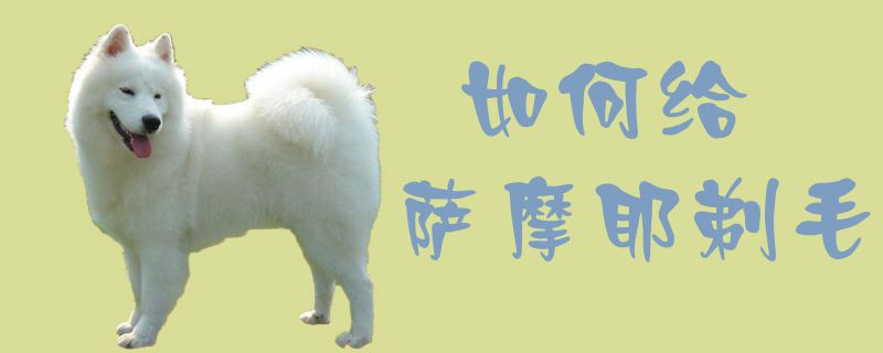 怎么样给萨摩耶剃毛