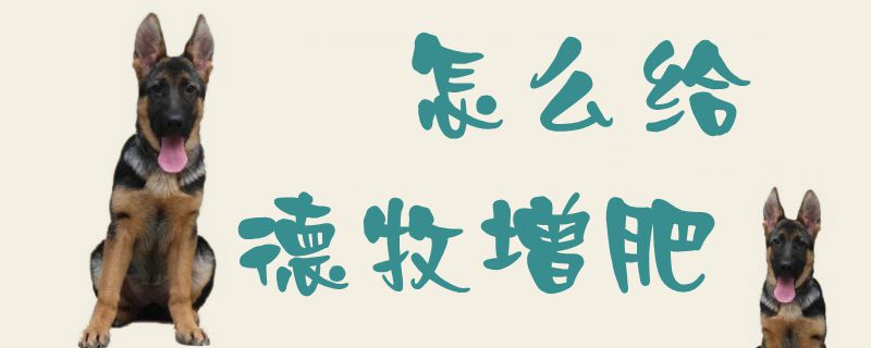 如何给德牧增肥