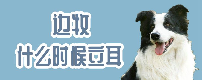 边牧什么时间立耳